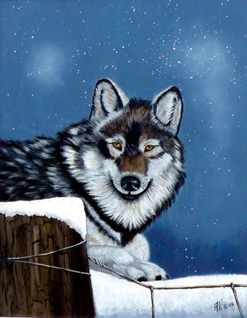 #78 - Le loup solitaire